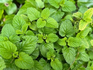Lemon balm (Melissa officinalis) leaves from the garden, herb plant. 
