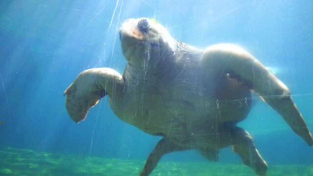 A huge leatherback sea turtle swims gracefully in clear blue water in the rays of the sun. Underwater world with aquatic endangered species