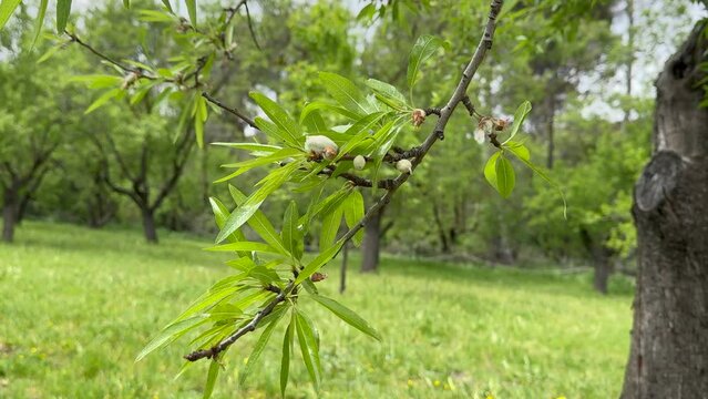 Prunus dulcis, Almond tree and baby almond.
