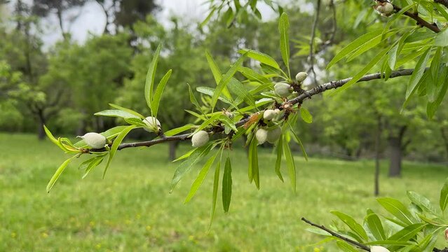 Prunus dulcis, Almond tree and baby almond.
