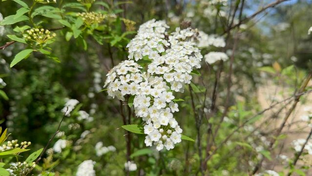 Spiraea ornamental shrub in family Rosaceae known as meadowsweets or steeplebushes. 