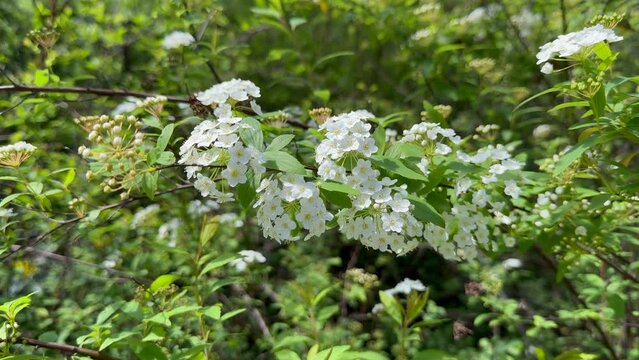 Spiraea ornamental shrub in family Rosaceae known as meadowsweets or steeplebushes. 
