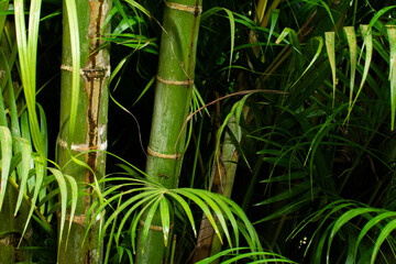 Close-up portrait of a Bamboo tree with green leaves wet from the rain. Beautiful and preserved...
