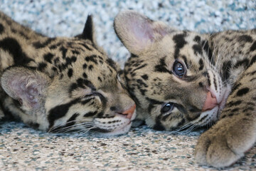 Clouded leopard cubs playing with each other © Margarita