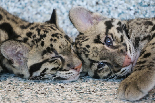 Clouded leopard cubs playing with each other