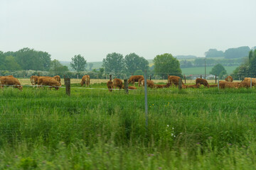 Herd of Brown Cattle Grazing on Lush Green Meadow