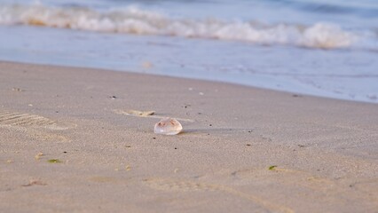Dying Jellyfish Animal Washed Out on Seashore Beach Sand