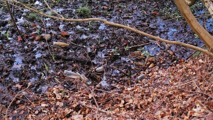 Forest Swamp Bog Morass Polluted with Glass and Plastic Bottles Garbage Trash