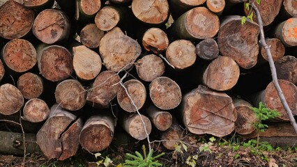 Tree Logs Stacked at Forest Clearance Site Prepared for Transport on Flatbed Trailer