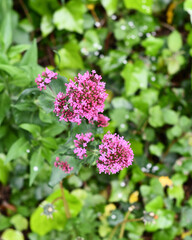 Flowers blossoming in the spring season