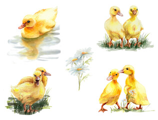 Cute duck and chicken chicks, watercolor illustration