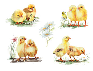 Cute duck and chicken chicks, watercolor illustration