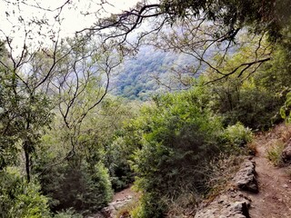 Mountains and Forest