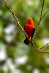 Andean Cock-of-the-rock on tree branch in Ecuador, Portrait