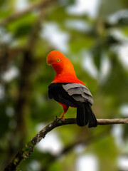 Andean Cock-of-the-rock on tree branch in Ecuador, Portrait