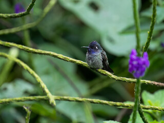 Violet-headed Hummingbird on a plant stem on green background