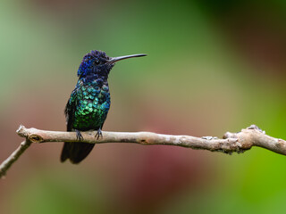 Golden-tailed Sapphire Hummingbird on a stick against  green and red  background