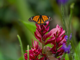 Monarch butterfly on red flower on green background in Ecuador 