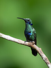 Fototapeta premium Sparkling Violetear Hummingbird on tree branch against green background