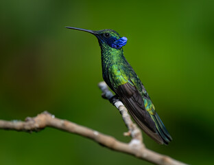 Sparkling Violetear Hummingbird on tree branch against green background