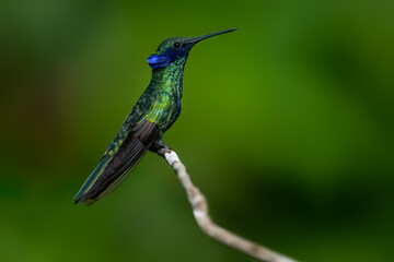 Sparkling Violetear Hummingbird on tree branch against green background