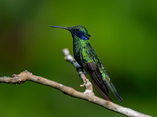 Fototapeta premium Sparkling Violetear Hummingbird on tree branch against green background