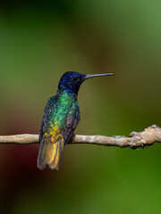 Golden-tailed Sapphire Hummingbird on a stick against  green and red  background