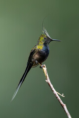 Wire-crested Thorntail Hummingbird on a plant stem on green background