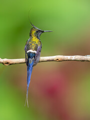 Wire-crested Thorntail Hummingbird on a plant stem on green background