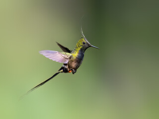Fototapeta premium Wire-crested Thorntail Hummingbird in flight on green background