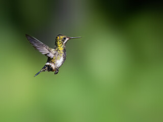 Fototapeta premium Wire-crested Thorntail Hummingbird in flight on green background