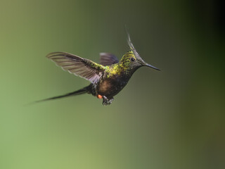 Fototapeta premium Wire-crested Thorntail Hummingbird in flight on green background