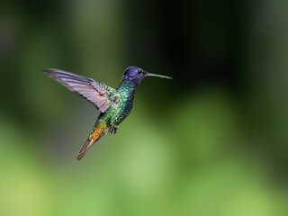 Golden-tailed Sapphire Hummingbird in flight against  green background