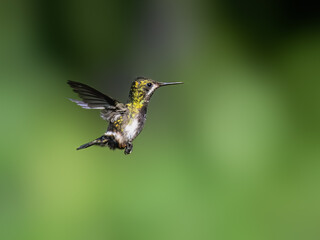 Wire-crested Thorntail Hummingbird in flight on green background