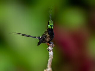 Wire-crested Thorntail Hummingbird on a plant stem on green background
