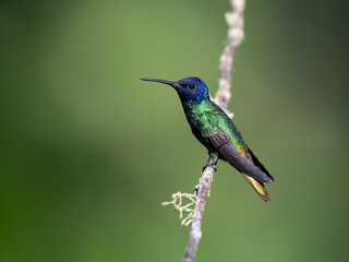 Golden-tailed Sapphire Hummingbird on a stick against  green background