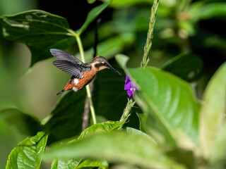 Female Gorgeted Woodstar in flight collecting nectar from a purple flower