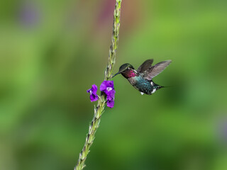 Male Gorgeted Woodstar in flight collecting nectar from a purple flower