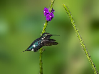 Male Gorgeted Woodstar in flight collecting nectar from a purple flower