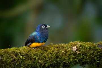 Green-backed Trogon on mossy branch, portrait