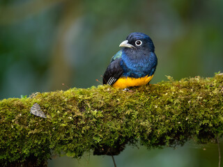 Green-backed Trogon on mossy branch, portrait