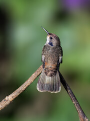 Brown Violetear Hummingbird portrait on green background
