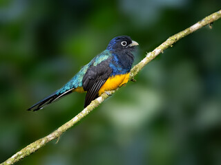 Green-backed Trogon on mossy branch, portrait