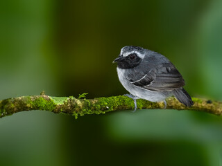 Fototapeta premium Male Black-faced Antbird on mossy branch