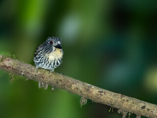 Black-streaked Puffbird on mossy stick against green background