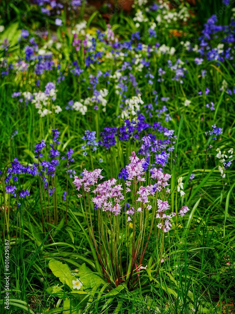 Sticker Bluebells Growing Wild in Spring 