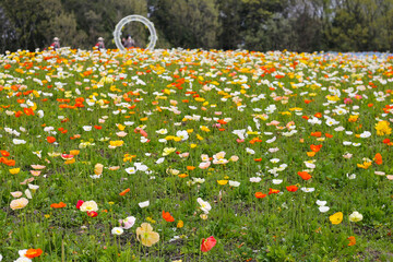 Beautiful poppy flower garden. The Expo 70 Commemorative Park, Osaka, Japan
