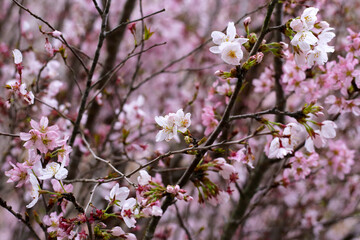 Branches of sakura flowers, cherry blossom