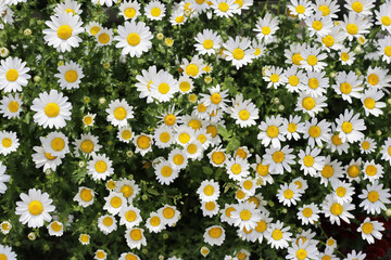 Beautiful white daisy. Flower background