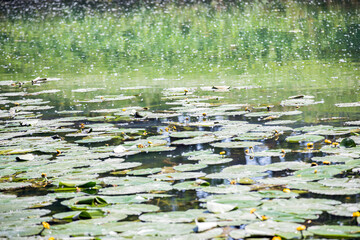 Sviluppo intenso di piante acquatiche sula riva del canale Piovego a Padova